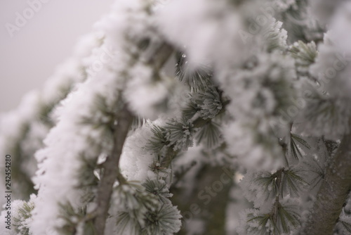 plants and trees covered with frost on a cold winter day
