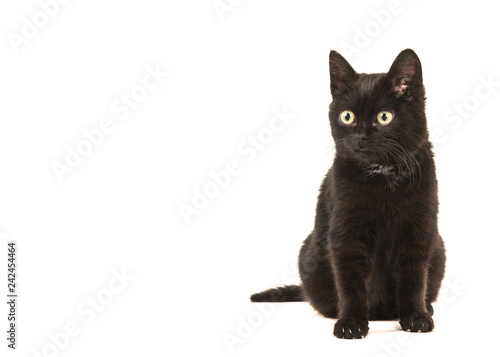 Fototapeta Naklejka Na Ścianę i Meble -  Young black cat sitting looking away to the left isolated on a white background