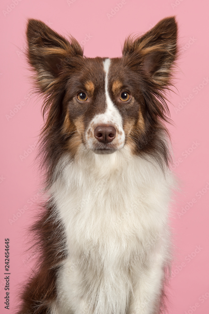 Portrait of miniature american shepherd dog looking at the camera on a pink background