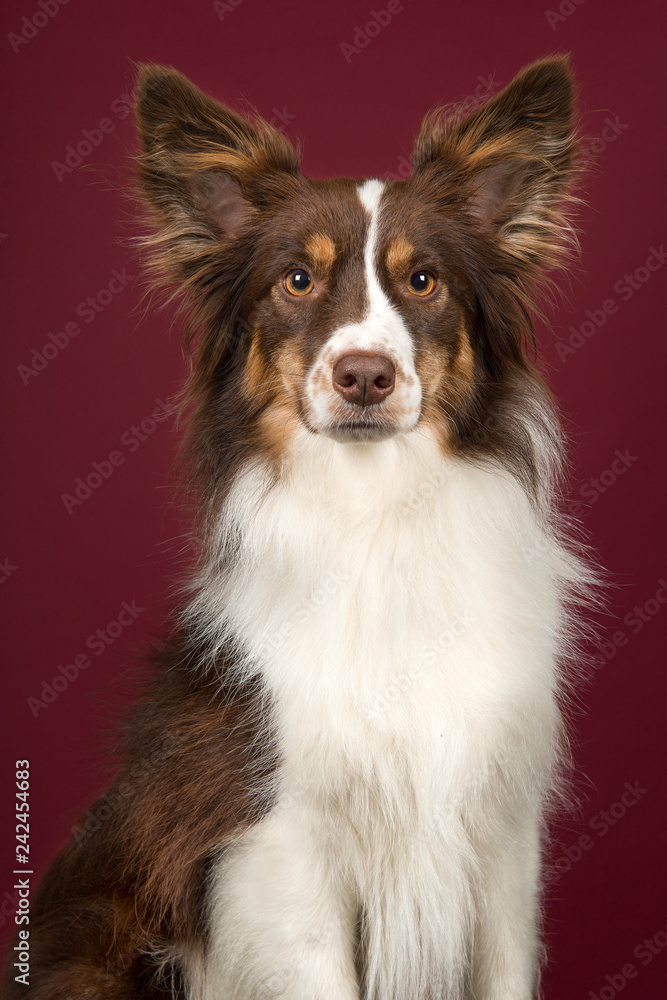 Portrait of miniature american shepherd dog looking at the camera on a deep red background Portrait of miniature american shepherd dog looking at the camera on a deep red background