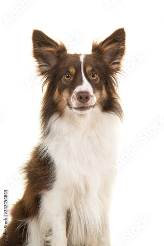 Portrait of miniature american shepherd dog looking at the camera isolated on a white background