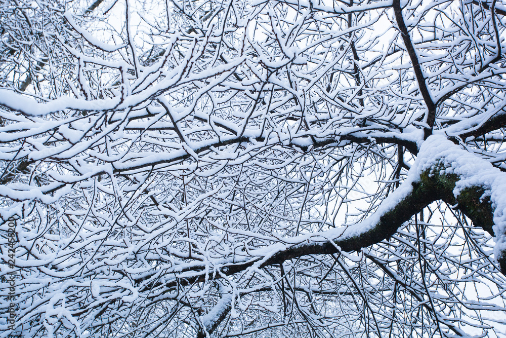 White snow lies on the branches of trees. Beautiful winter