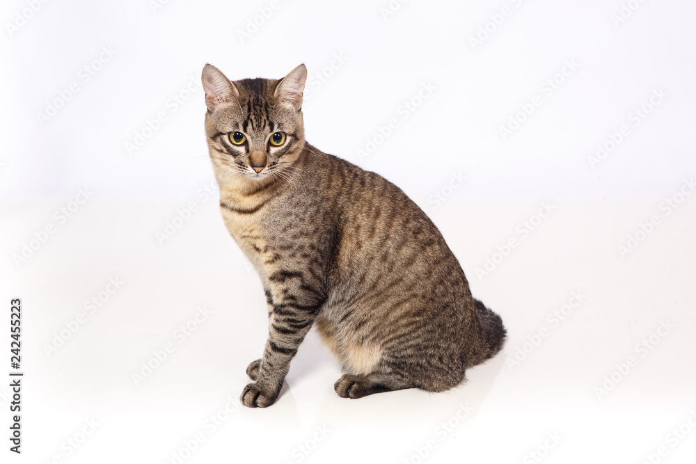 Tiger Tiger
