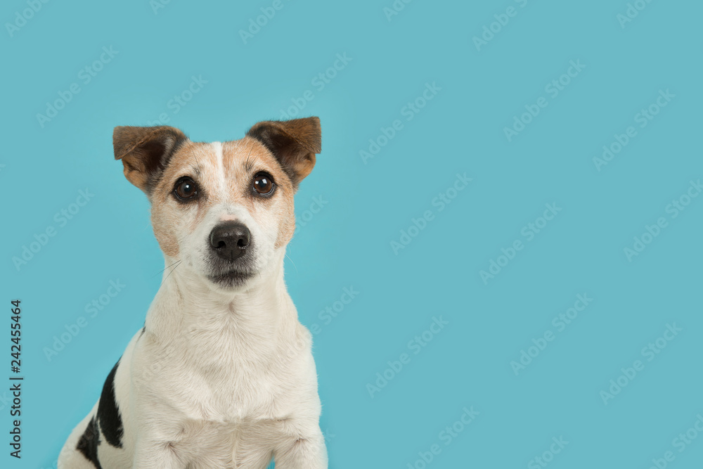 Cute jack russell dog portrait looking up on a blue background - obrazy, fototapety, plakaty 