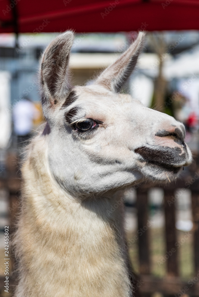 Obraz premium Close up portrait of a Lama at a petting zoo