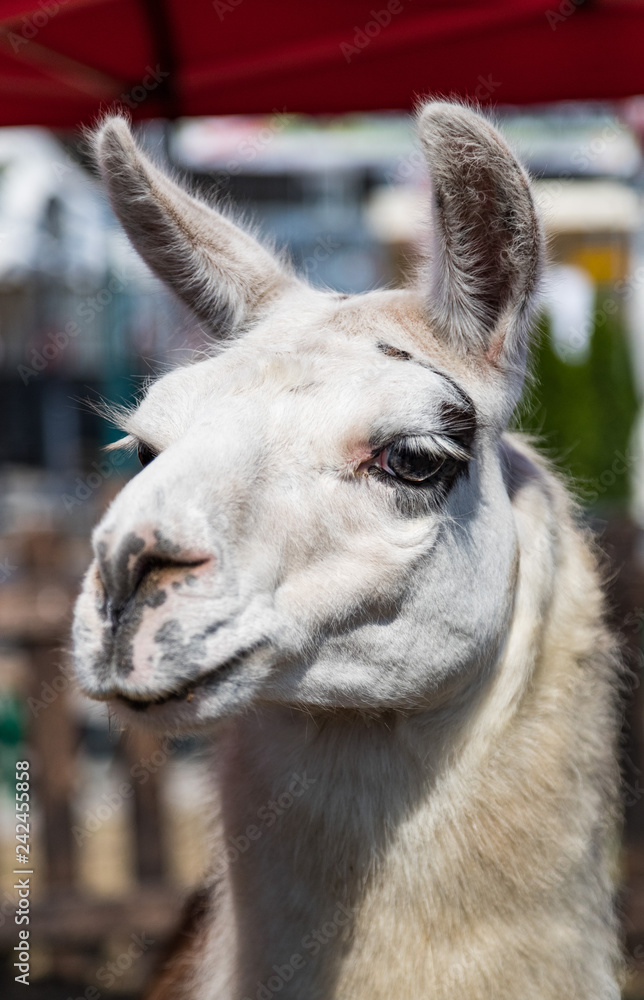 Fototapeta premium Close up portrait of a Lama at a petting zoo