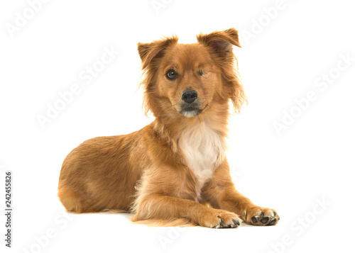 Pretty mixed breed handicapped one eyed dog lying down isolated on a white background