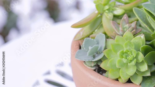 Succulents or cactus in small pot on white table in greenhouse. photo