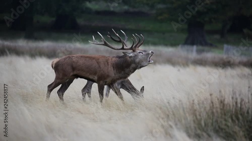 Wallpaper Mural Red deer in Richmond Park Torontodigital.ca