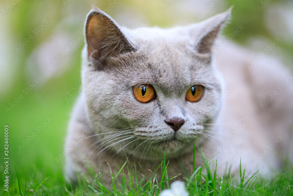 British Cat British Cat