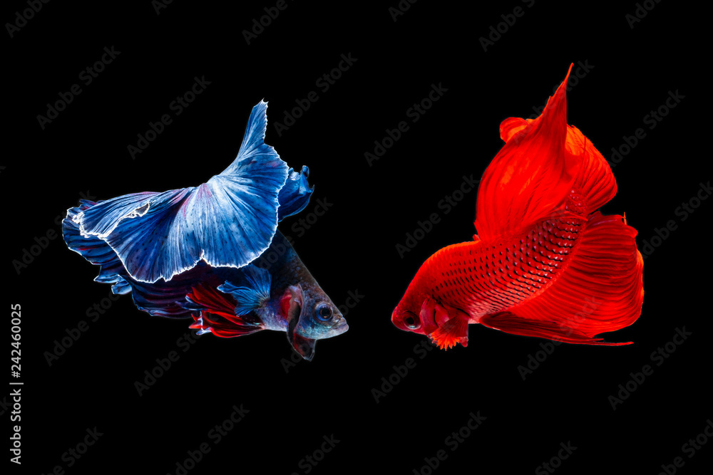 betta fish, fighting fish in movement isolated on black background. betta fish, fighting fish in movement isolated on black background.
