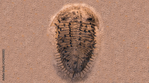 fossil trilobites imprinted in the sediment. 4 Billion Year old Trilobite photo