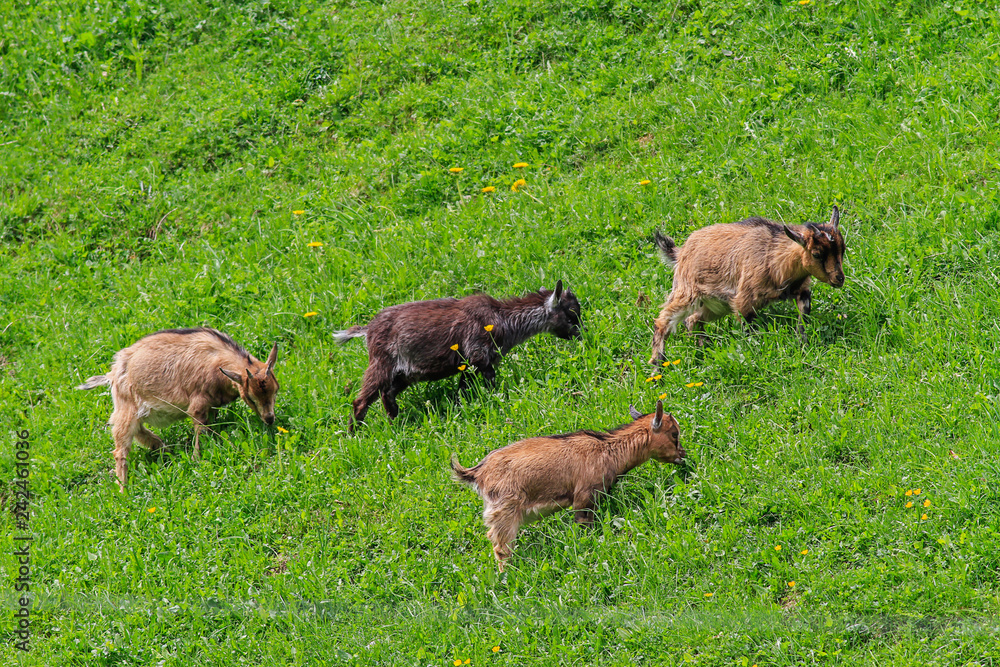 4 Zwergziegen auf Sommerweide 4 Zwergziegen auf Sommerweide