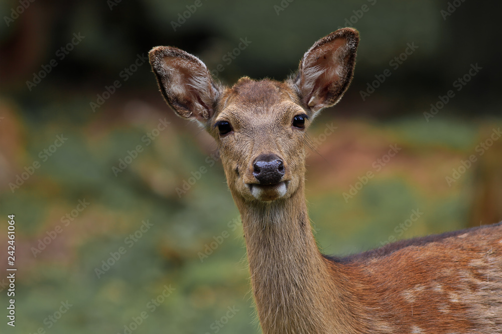 Damwild aufmerksam schauend Nahaufnahme Blickkontakt Damwild aufmerksam schauend Nahaufnahme Blickkontakt