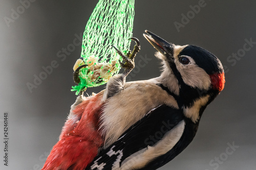 Great spotted woodpecker hanging on a tit dumpling