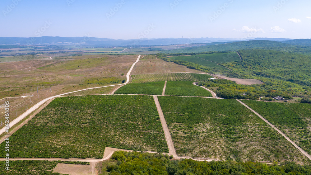 grape fields