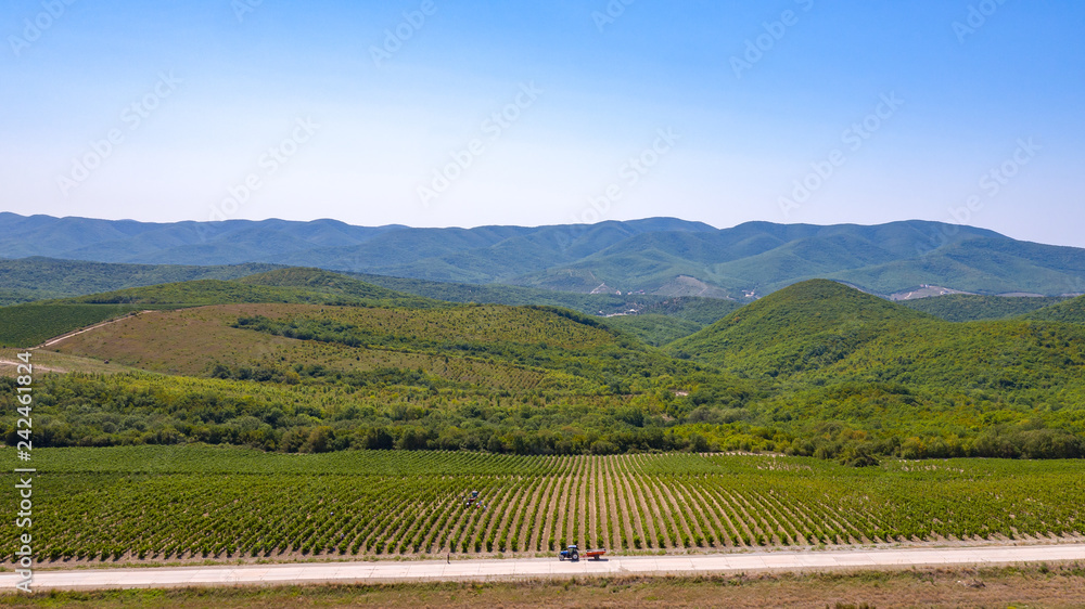 grape fields