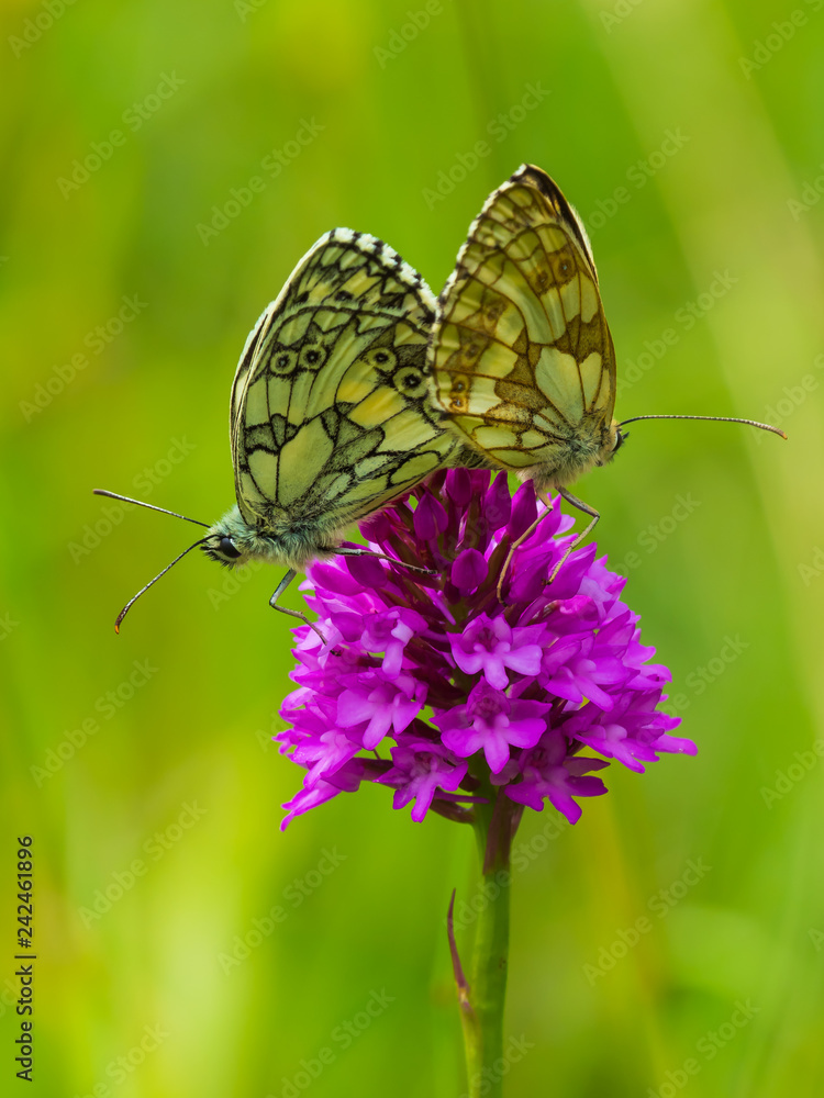 Marbled White Butterflies ( Melanargia galathea ) mating on a Pyramidal orchid