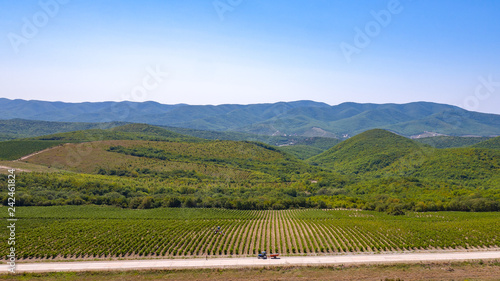 Obraz na płótnie grape fields w salonie
