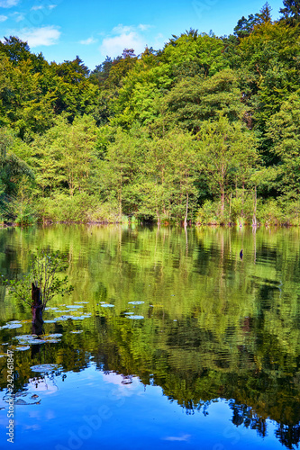 Trees are reflected in the blue forest lake.