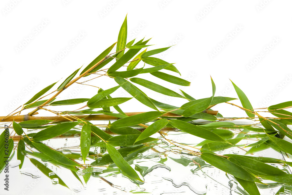 Fototapeta premium branches and green and fresh bamboo leaves reflected on mirror and water with white background, horizontal view