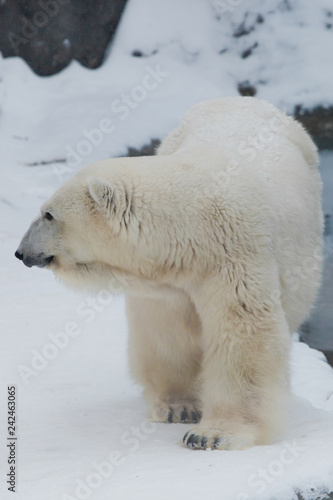 A polar bear on a snow is a powerful northern animal.