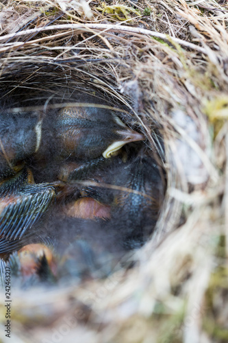 little birds in a bird nest