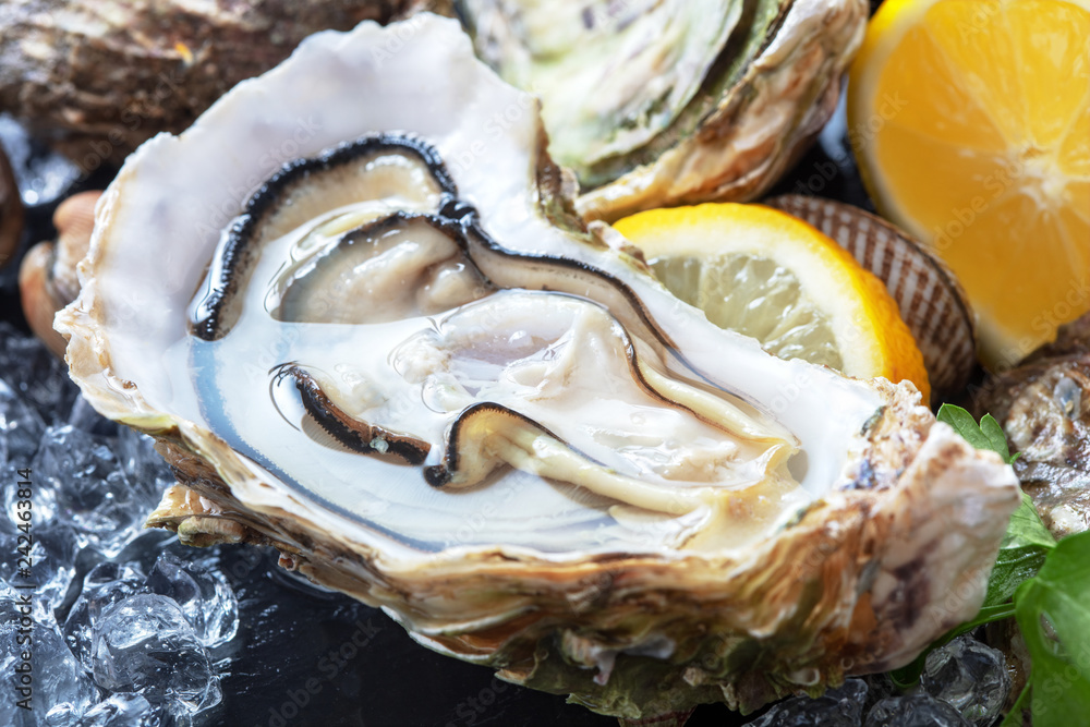 fresh open oysters with ice on slate fresh open oysters with ice on slate