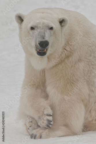 A polar bear on a snow is a powerful northern animal.