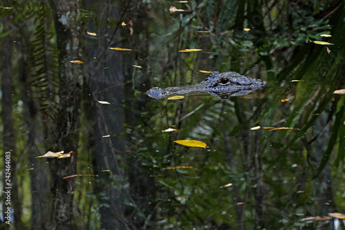 American Alligator in Fakahatchee Strand Preserve State Park, Florida photo