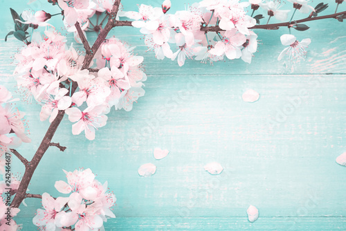 Spring floral background. Fresh pink cherry flowers on turquoise vintage wooden background, close-up macro, copy space.