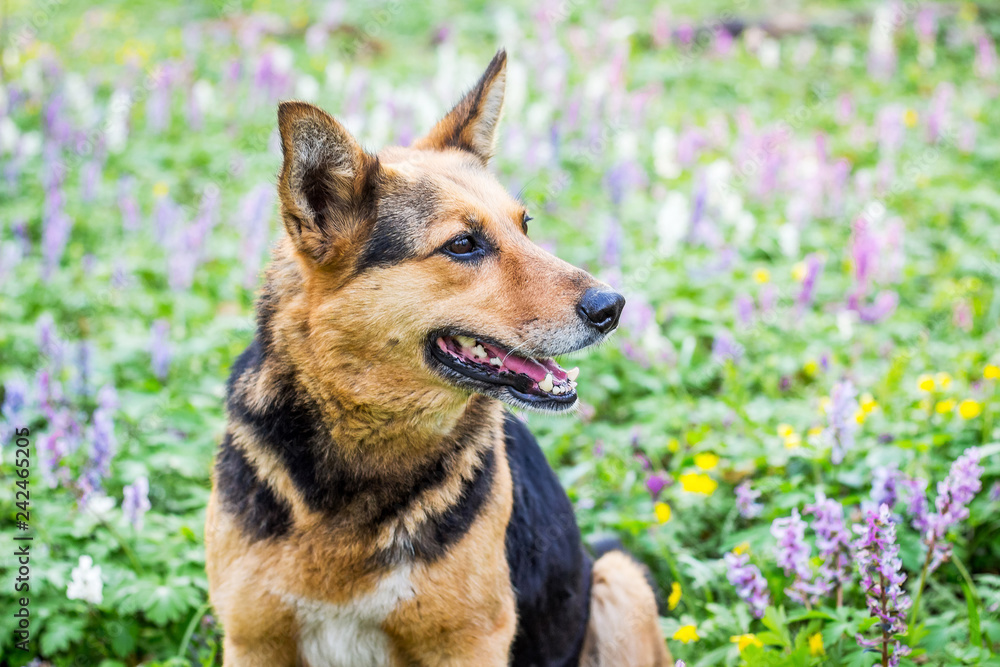 The dog sits in the forest on a lawn in the middle of spring flowers_