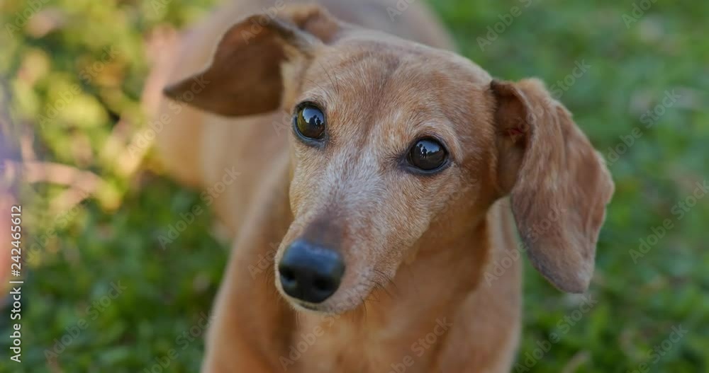 Dachshund dog going out Dachshund dog going out