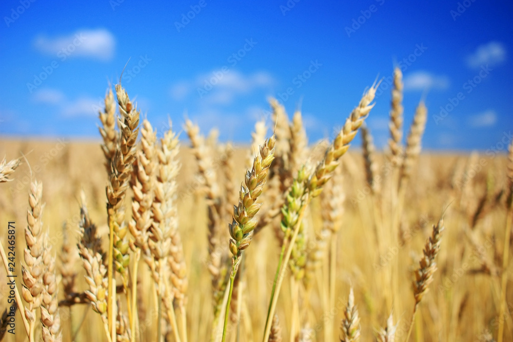 Fototapeta premium Ripe wheat ears in a field