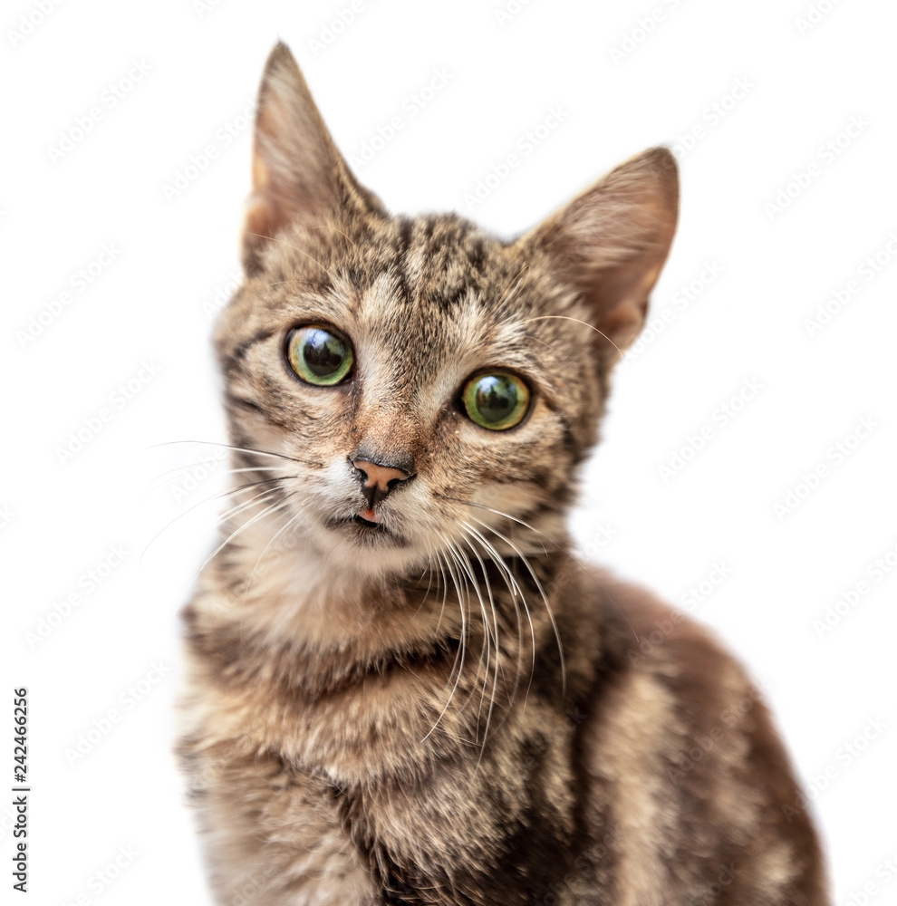 Obraz premium Grey striped cat shows the tongue isolated on white background