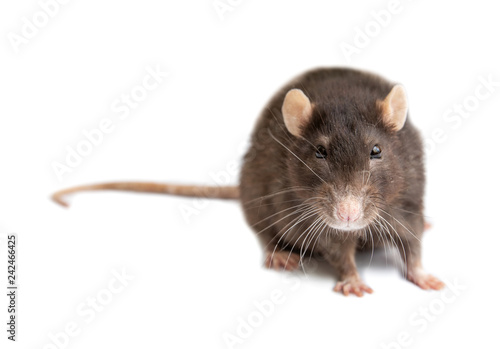 gray rat isolated on white background