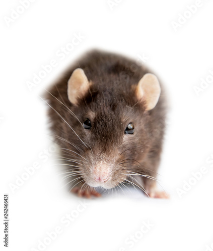 gray rat isolated on white background