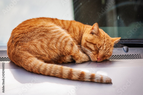 street cat sleeps deep on a car lid. cute little red-orange - sleeping pussy.