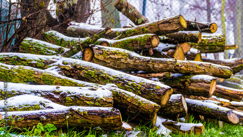 Snowy Tree Logs