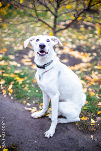 White smiling dog on red leaves background