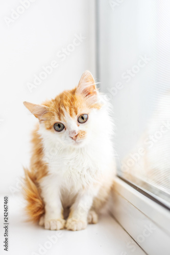 Fototapeta Naklejka Na Ścianę i Meble -  Funny white cat sitting on the window sill