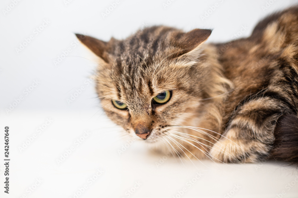 Striped cat on white background