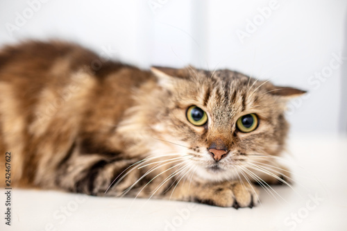 Striped cat on white background