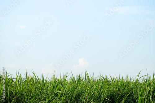 Grass Plant Against White Blue Sky,Natural Background