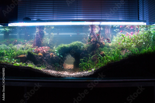 240 L planted aquascape with a wooden bridge photo