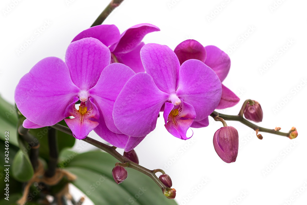 Obraz premium blooming branch of pink orchids on a white background with stems and buds