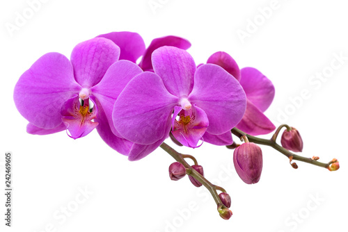 pink orchid on white background. blooming branch of pink orchids on a white background with stems and buds