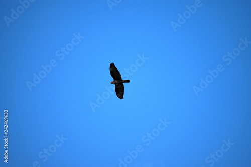 A flying bird predator on a blue sky.