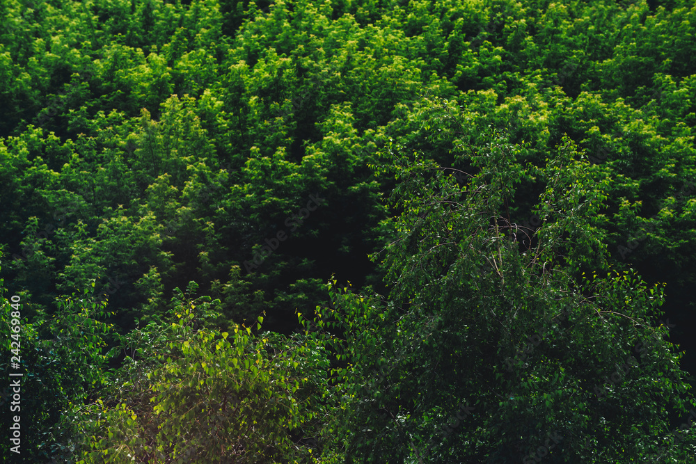 Textured natural background of tree tops. Cover of tree leaves close-up. Vintage natural texture of leafage of trees in sunny day. Dense foliage in sunlight. Atmospheric landscape with rich vegetation Textured natural background of tree tops. Cover of tree leaves close-up. Vintage natural texture of leafage of trees in sunny day. Dense foliage in sunlight. Atmospheric landscape with rich vegetation