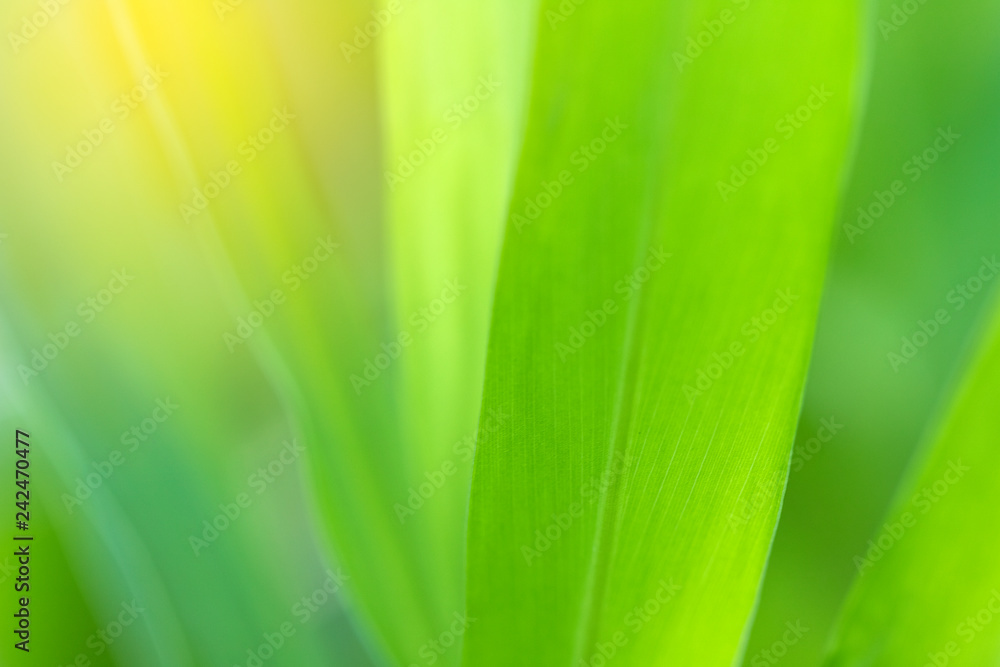 Closeup of nature leaves green blur. In the spring Under the morning light. Use as background and wallpapers. Closeup of nature leaves green blur. In the spring Under the morning light. Use as background and wallpapers.